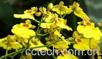 果蔬百科文心兰-0