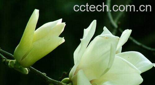 果蔬百科白玉兰-0