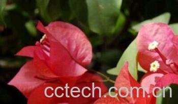 果蔬百科光叶子花-0