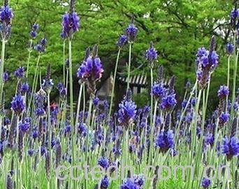 果蔬百科羽叶熏衣草-0