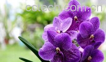 果蔬百科万代兰-0