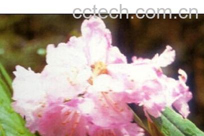 果蔬百科白毛杜鹃-0