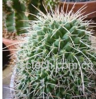 果蔬百科长刺白龙-0