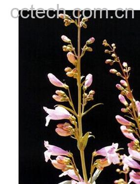 果蔬百科侧花钓钟柳-0