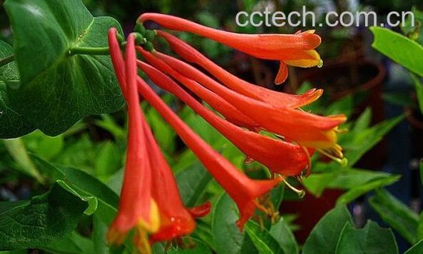 果蔬百科垂红忍冬-0