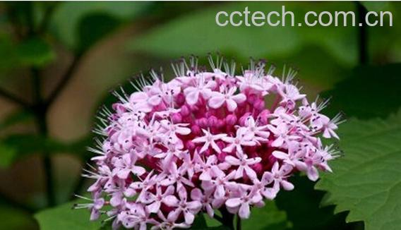 果蔬百科臭牡丹-0