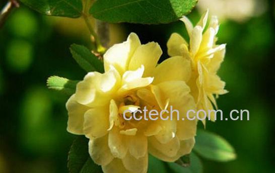 果蔬百科重瓣黄木香-0