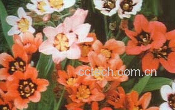 果蔬百科丑角花-0