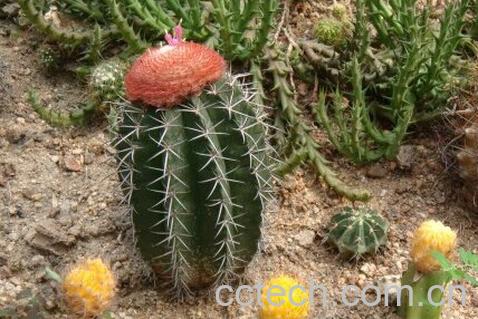 果蔬百科彩云球-0