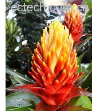 果蔬百科彩苞凤梨-0