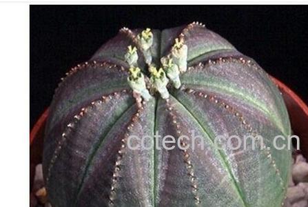 果蔬百科布纹球-0