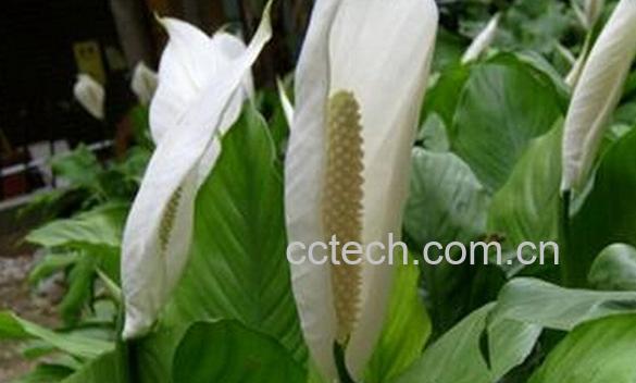 果蔬百科白鹤芋-0