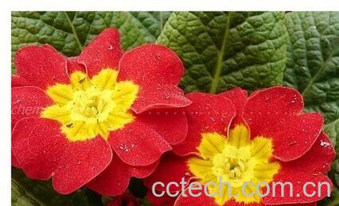 果蔬百科报春花-0