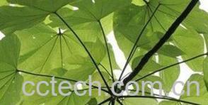 果蔬百科梧桐-0