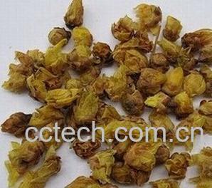 果蔬百科腊梅花-0