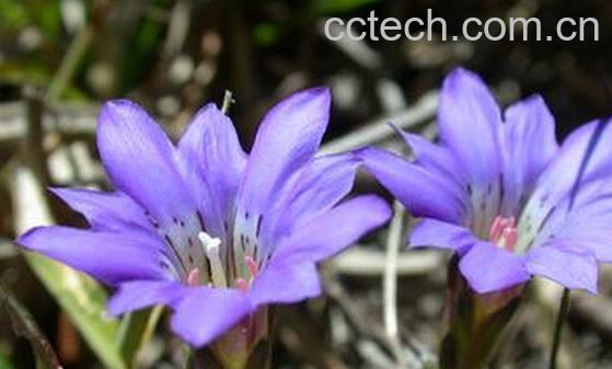 果蔬百科阿里山龙胆-0