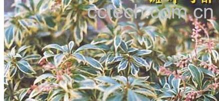 果蔬百科 斑叶马醉木-0