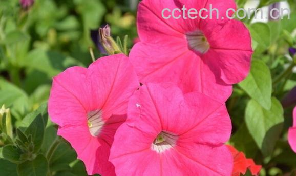 果蔬百科矮牵牛-0