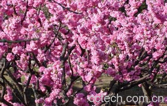 果蔬百科矮樱-0