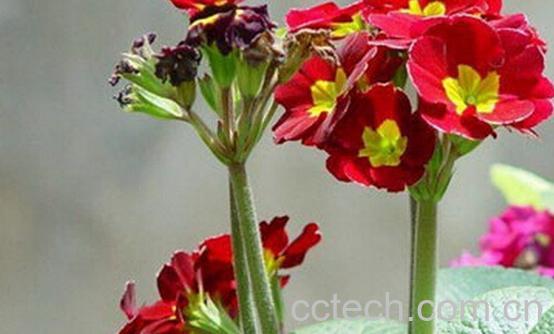 果蔬百科暗紫脆蒴报春-0