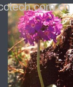 果蔬百科白心秋花报春-0