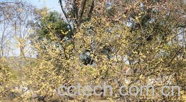 果蔬百科腊梅-0