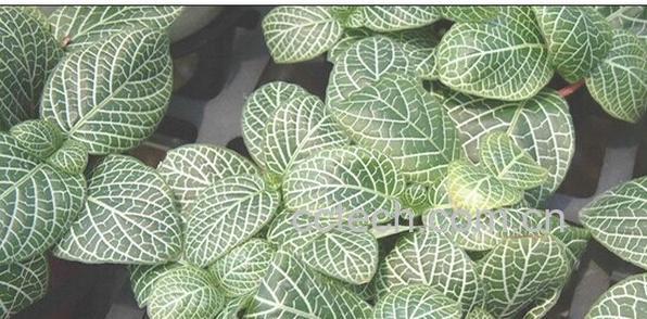 果蔬百科白网纹草-0