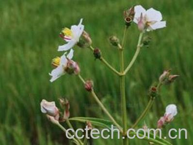 果蔬百科白蚂蚁花-0