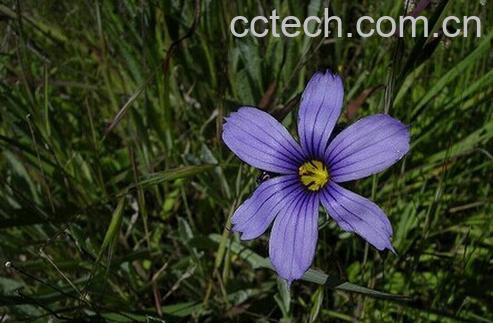 果蔬百科百慕达蓝眼草-0