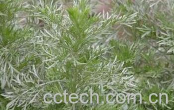 果蔬百科白蒿-0