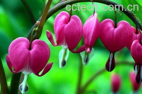 果蔬百科荷包花-0