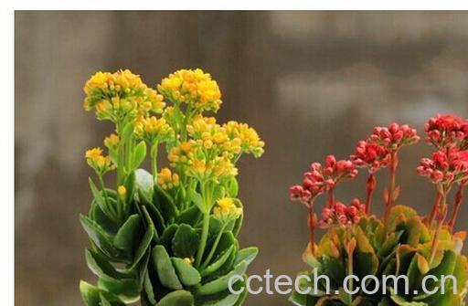 果蔬百科长寿花-0