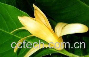 果蔬百科黄兰-0