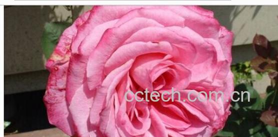 果蔬百科月季花-0