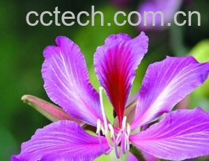 果蔬百科红花羊蹄甲-0