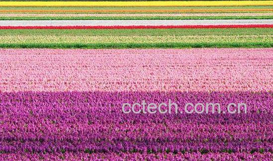 果蔬百科荷兰花-0