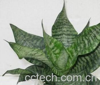 果蔬百科虎皮兰-0