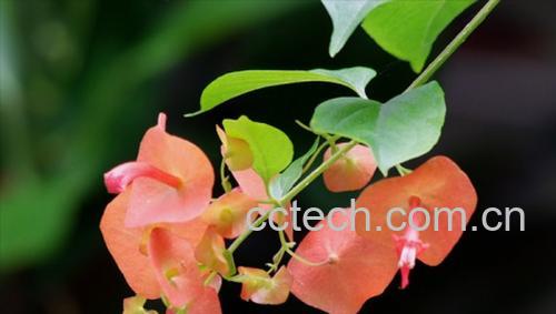 果蔬百科冬红-0