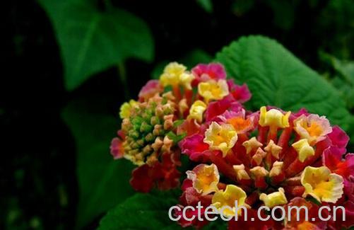 果蔬百科五色梅-0