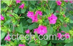 果蔬百科紫茉莉-0