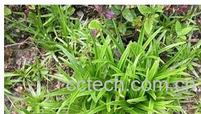 果蔬百科臭牡丹-0