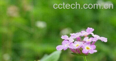 果蔬百科臭茉莉-0