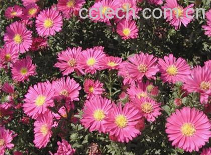 果蔬百科荷兰菊-0