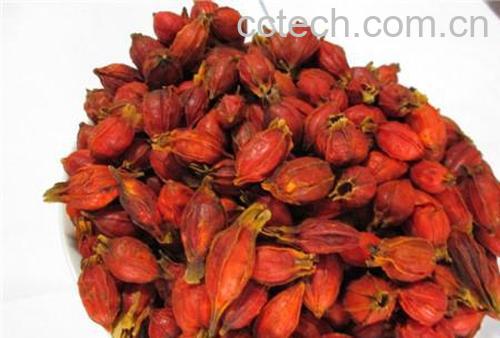 果蔬百科木芙蓉-0