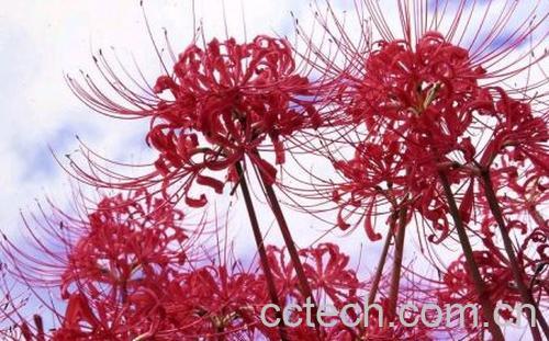 果蔬百科彼岸花-0