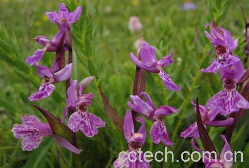 果蔬百科广布红门兰-0