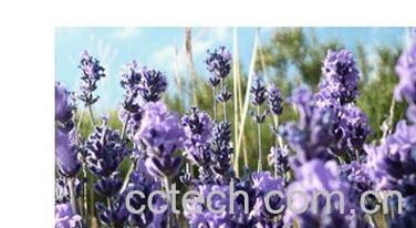 果蔬百科勿忘我-0