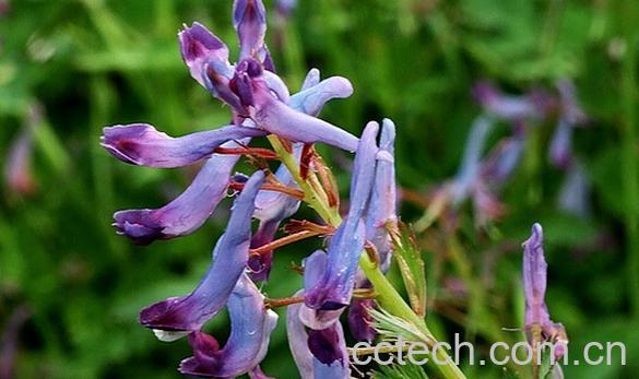 果蔬百科山慈菇-0