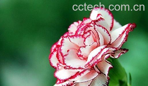 果蔬百科康乃馨-0