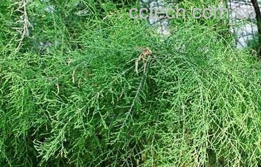 果蔬百科山川柳-0